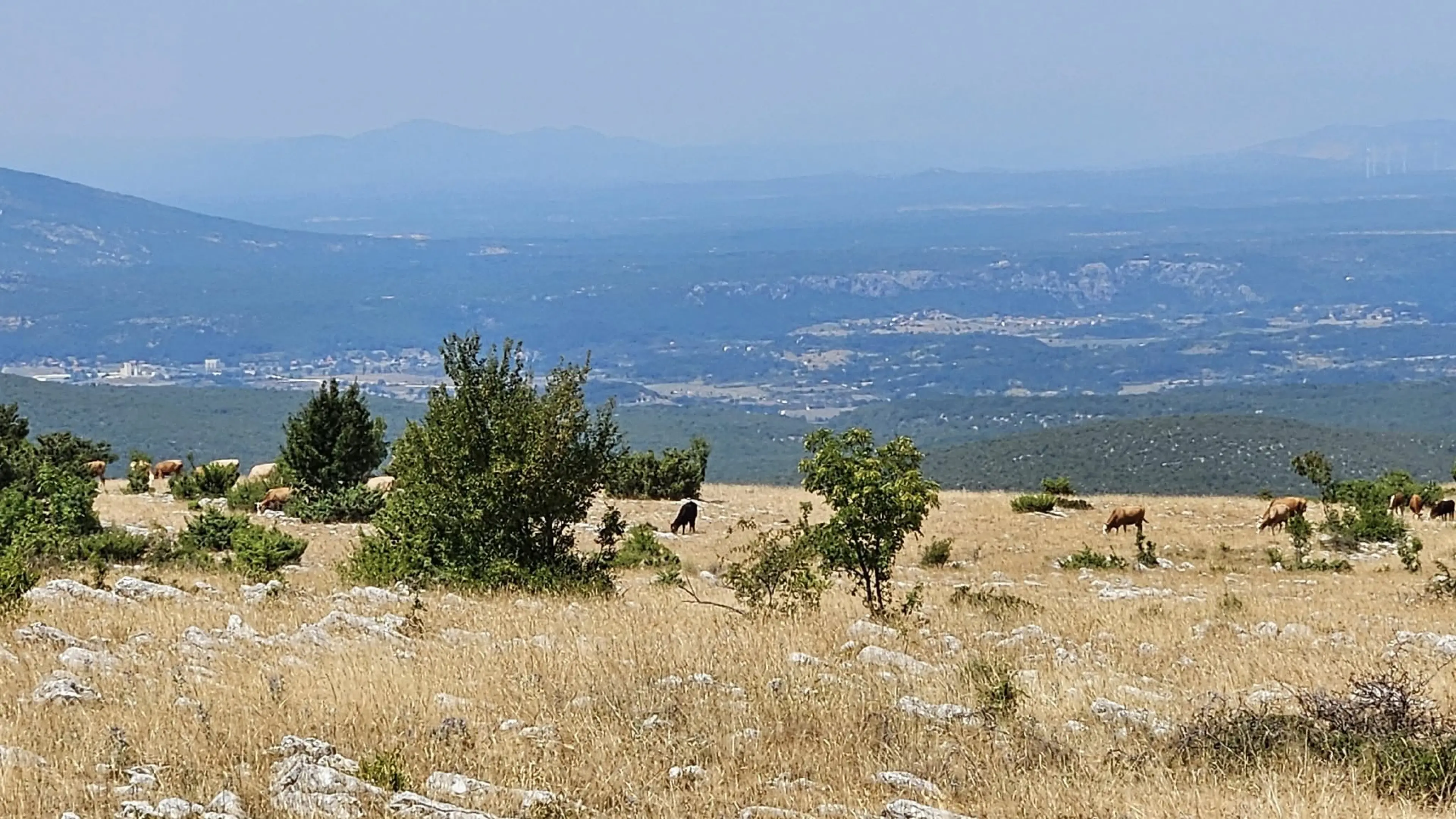 U županiji još devet novih slučajeva bedrenice. Zaraza potvrđena kod goveda, ovaca i magarca
