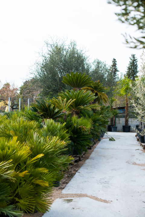 Izaberite nešto baš za sebe iz šarenila cvatnica u Vrtnom centru Dubrava!  