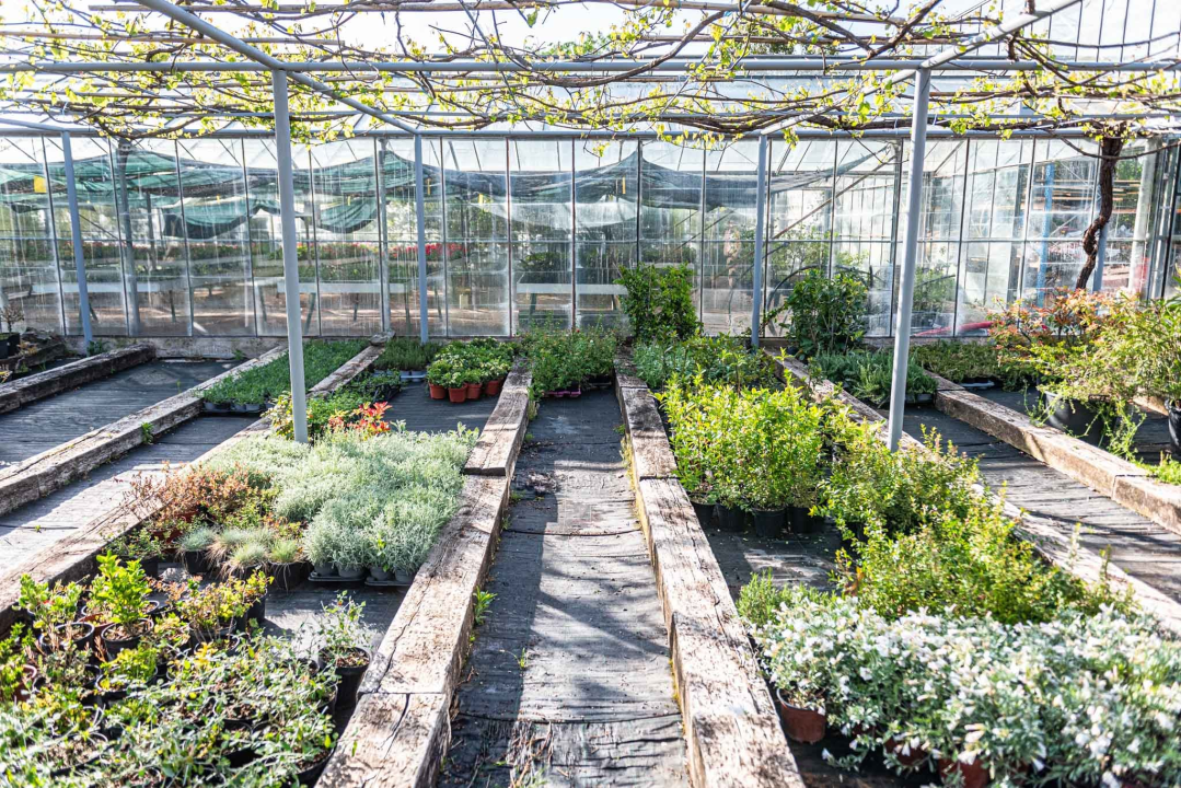 Zeleni grad pripremio dvije tisuće sadnica koje će podijeliti građanima: pelargonije, petunije, vodenike, gazanije…