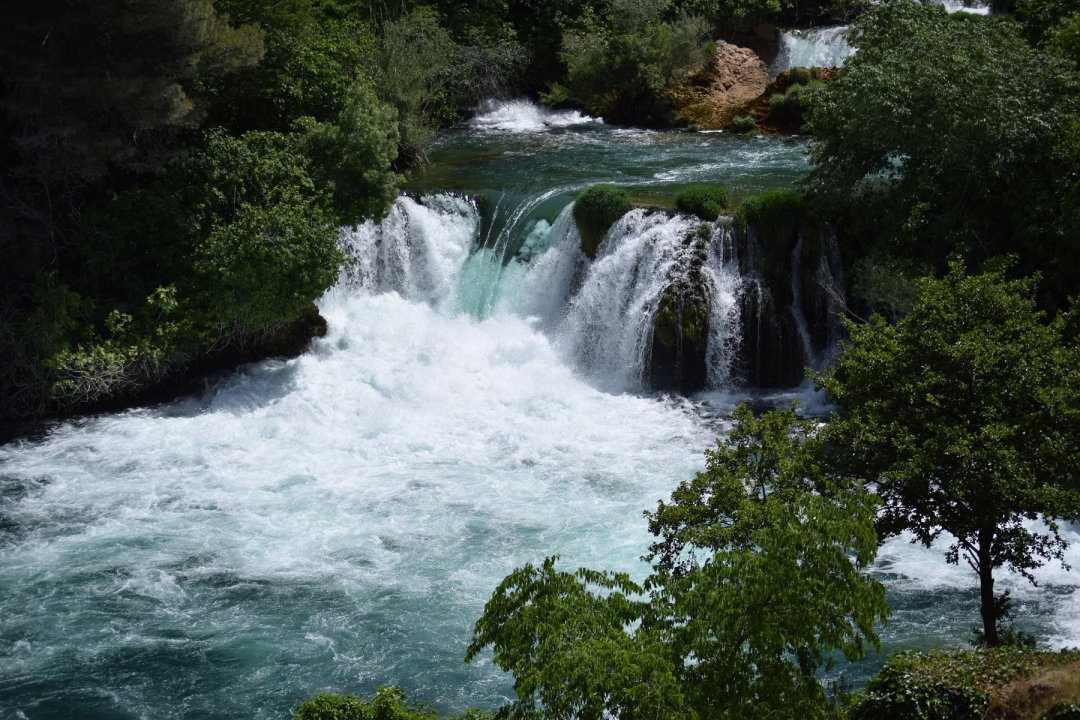 Na Krki traje borba protiv pajasena, strane vrste koja 'guta sve pred sobom': Plan ga je ukloniti iz parka 