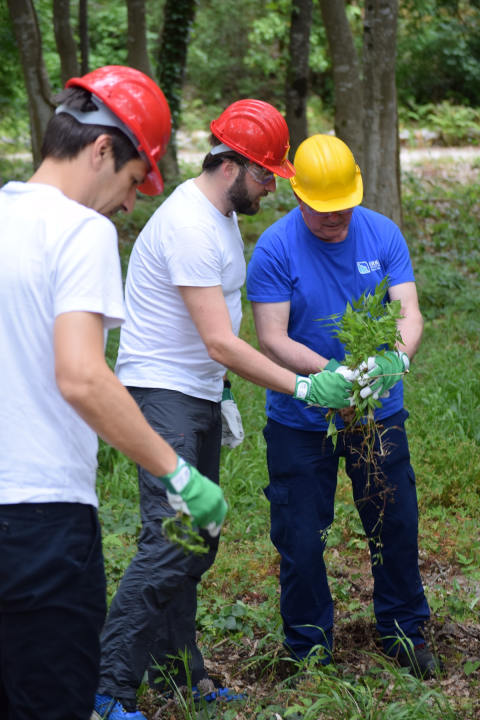 Na Krki traje borba protiv pajasena, strane vrste koja 'guta sve pred sobom': Plan ga je ukloniti iz parka 