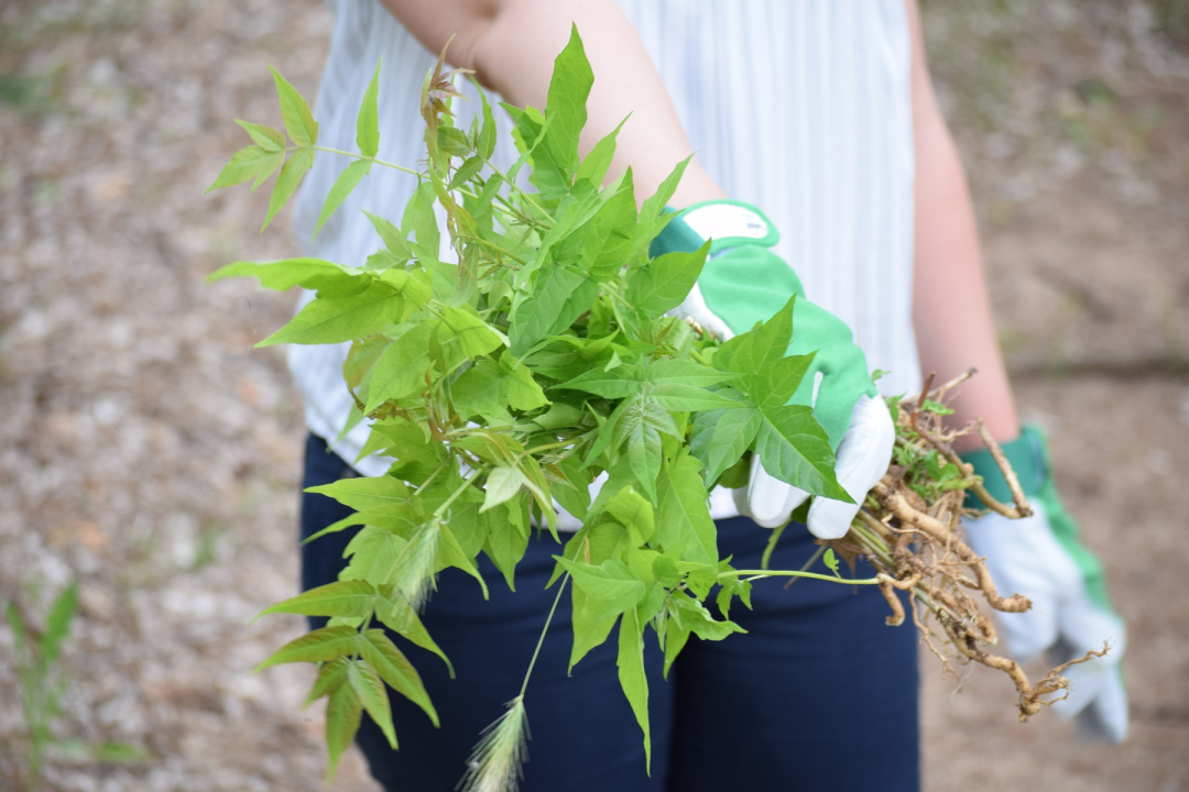 Na Krki traje borba protiv pajasena, strane vrste koja 'guta sve pred sobom': Plan ga je ukloniti iz parka 