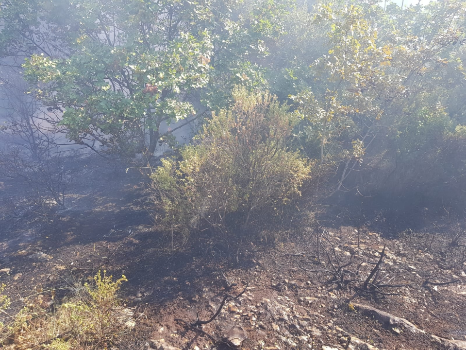 Spaljivanje travi u Brodarici otelo se kontroli: Vatra ipak nije stigla do kuća i borove šume