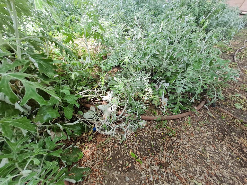 Pripazite na cvijeće: Nakon samo jedne večeri zabave u đardinu,  nedavno posađene biljke već su izgažene 