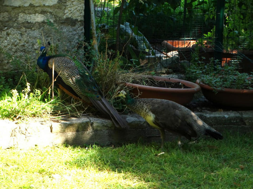 Misom na Visovcu vjernici proslavili blagdan Gospe od Anđela