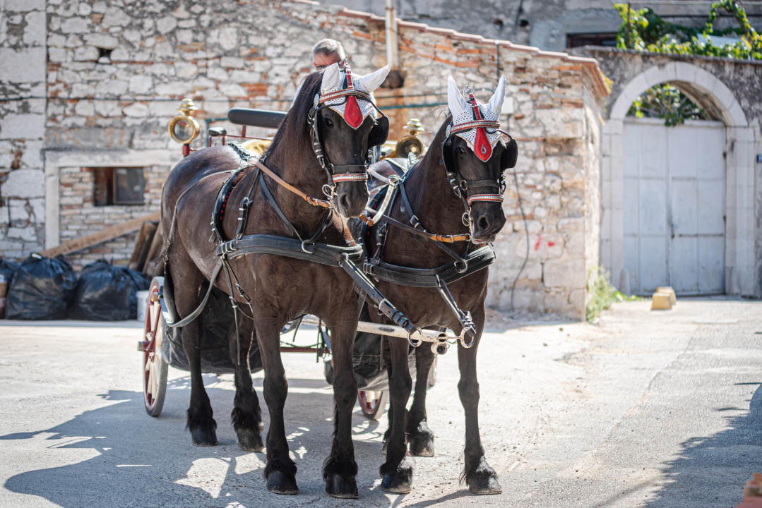 Vjenčanje na belgijski način: Dvije frizijske kobile kaskale centrom grada i rivom  