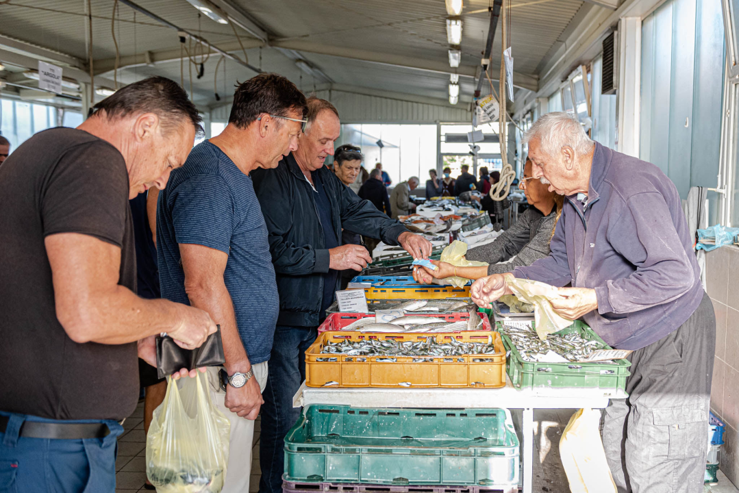 Od ogromnih kokota i mola sa šibenske peškarije dalo bi se skuhati juhu za omanji bataljun  