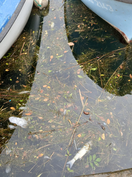 Udruga Titius Lozovac upozorava na povećan pomor ribe u Krki: 'Sve se preklapa s izvođenjem radova na plaži u Skradinu' 