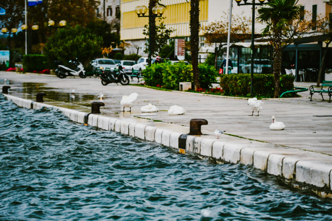 Jako jugo smeta svima: Labudovi se prebacili na rivu, nema odmora na uzburkanom moru 
