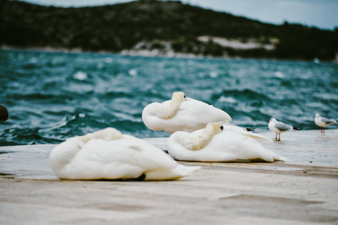 Jako jugo smeta svima: Labudovi se prebacili na rivu, nema odmora na uzburkanom moru 