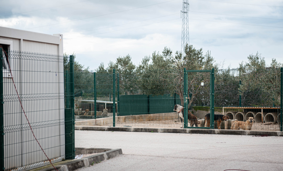 Reportaža iz As-Eka:  Malik, Mrva, Lisac, Stela... i oni bi s nekim ušli u Novu godinu!