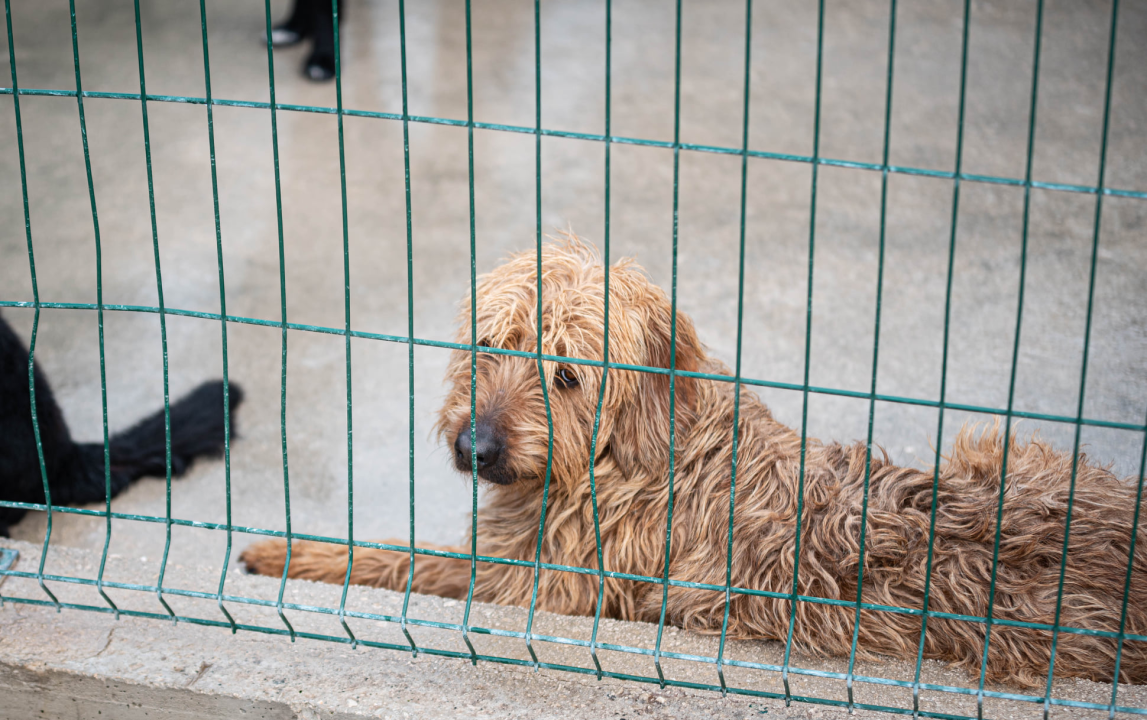 Reportaža iz As-Eka:  Malik, Mrva, Lisac, Stela... i oni bi s nekim ušli u Novu godinu!
