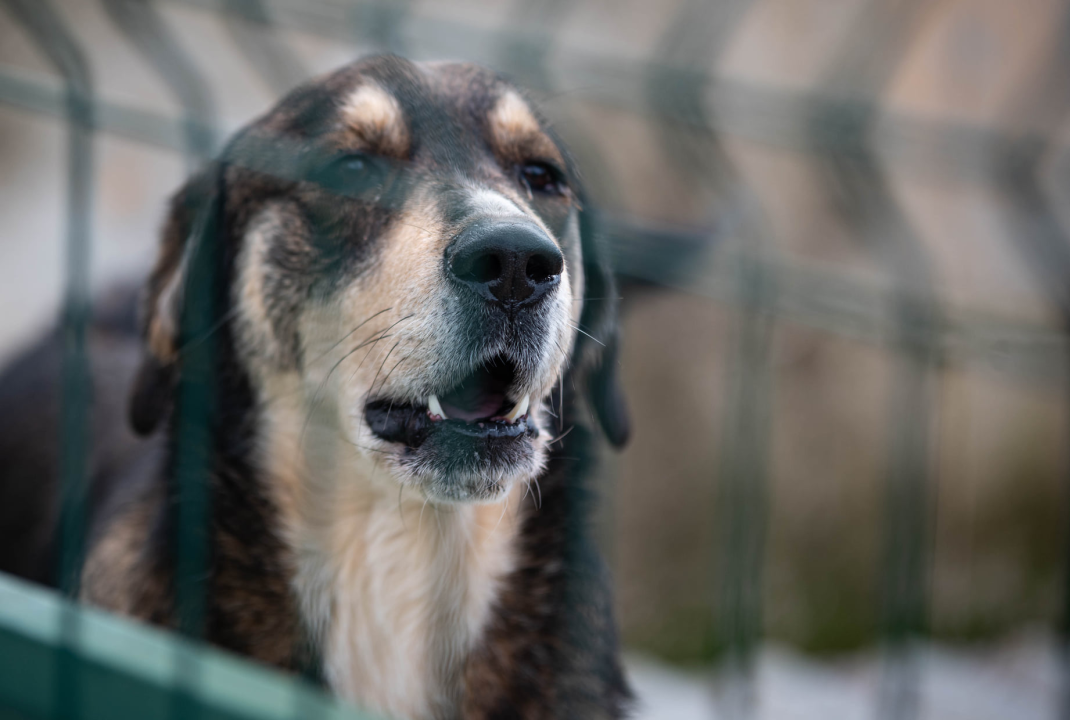 Reportaža iz As-Eka:  Malik, Mrva, Lisac, Stela... i oni bi s nekim ušli u Novu godinu!