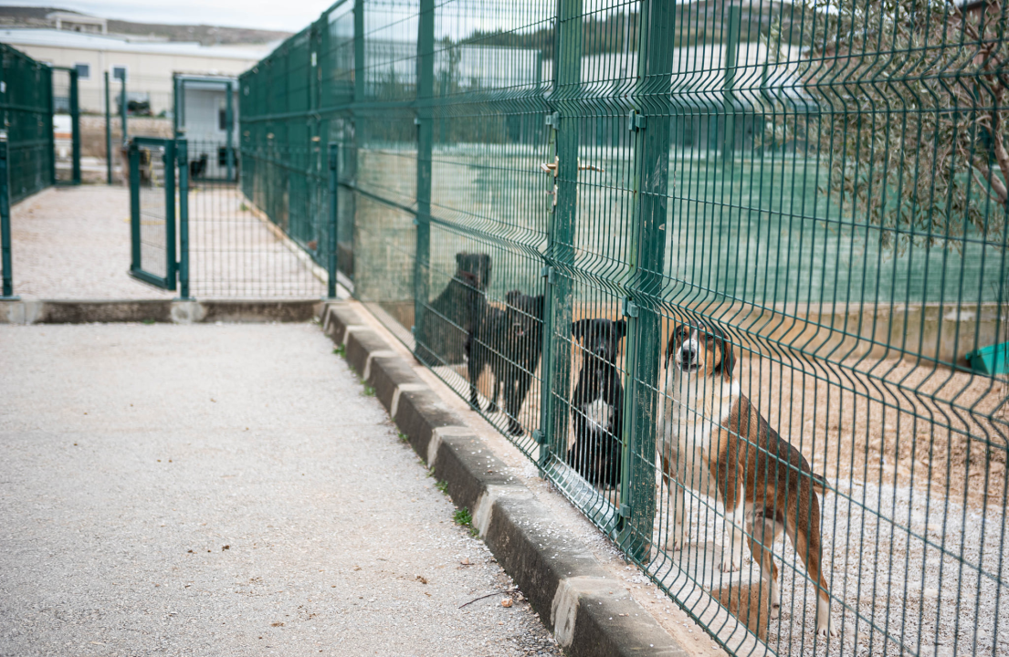 Reportaža iz As-Eka:  Malik, Mrva, Lisac, Stela... i oni bi s nekim ušli u Novu godinu!