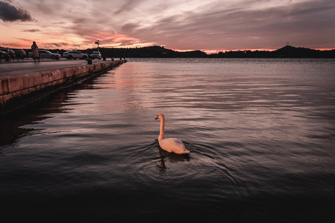 Kad jugo okrene na buru prije zalaska dobijemo savršene boje i labuda koji pozira