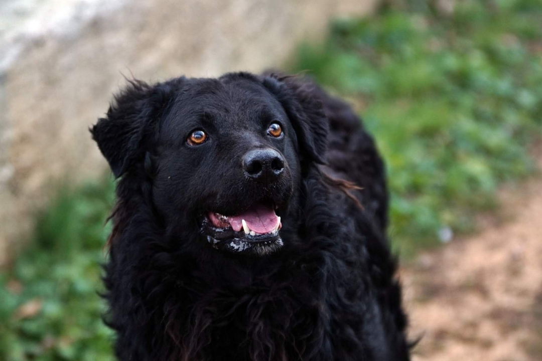 U selu kod Šibenika preminuo vlasnik umiljatog psa i devet maca: Životinje ostale bez ikoga, traže se novi domovi