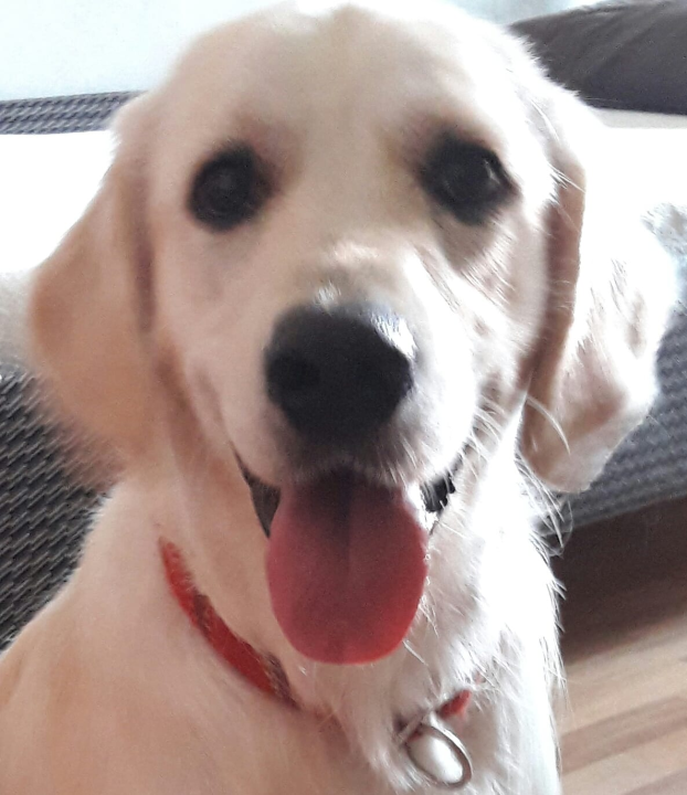 Najomiljenija pasmina na svijetu slavi svoj dan: Evo fotografija vaših zlatnih retrivera  