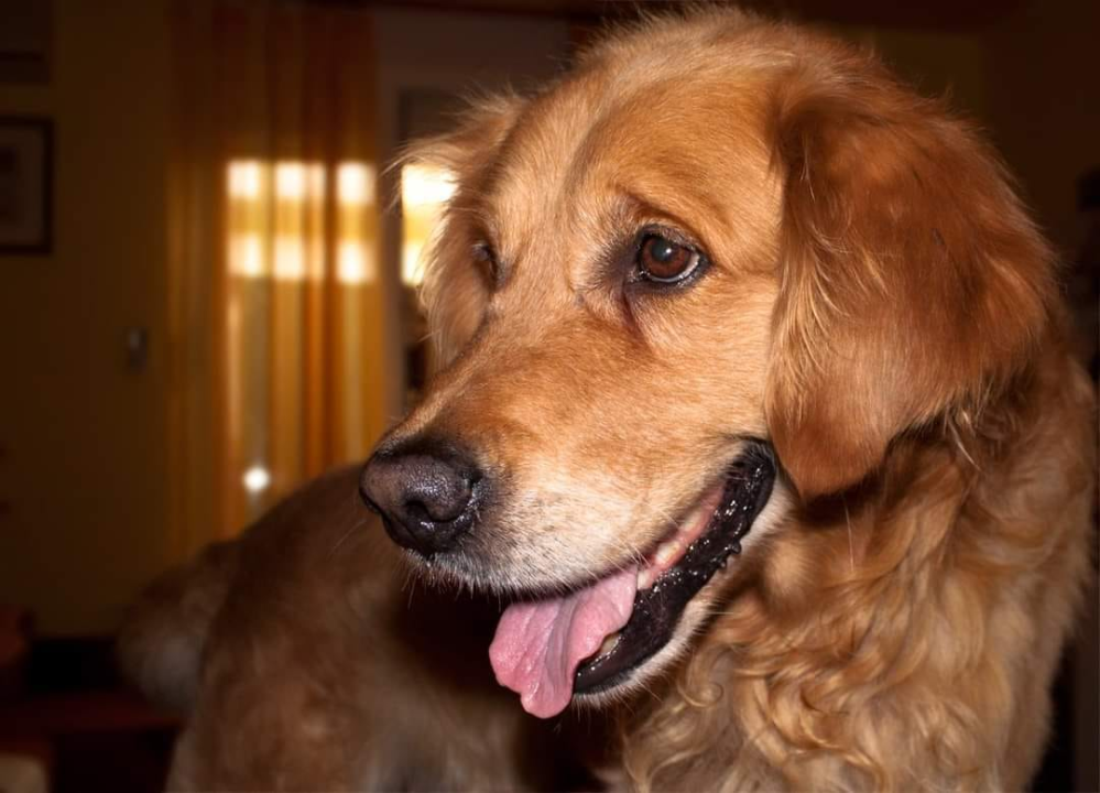 Najomiljenija pasmina na svijetu slavi svoj dan: Evo fotografija vaših zlatnih retrivera  