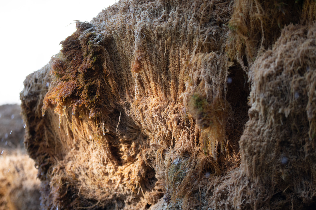 Kako je sedra narasla više od tri metra: Fotografije posljednjih šest godina pokazuju zašto joj treba spas