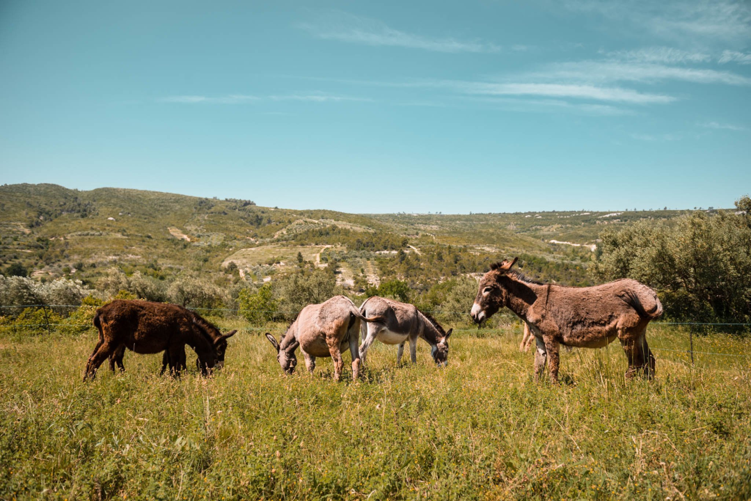Ante Dujić prvog magarca kupio je kao ljubimca, a danas u Ićevu ima farmu i uhodan posao 
