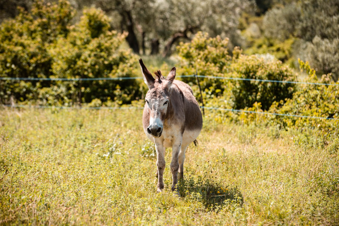 Ante Dujić prvog magarca kupio je kao ljubimca, a danas u Ićevu ima farmu i uhodan posao 
