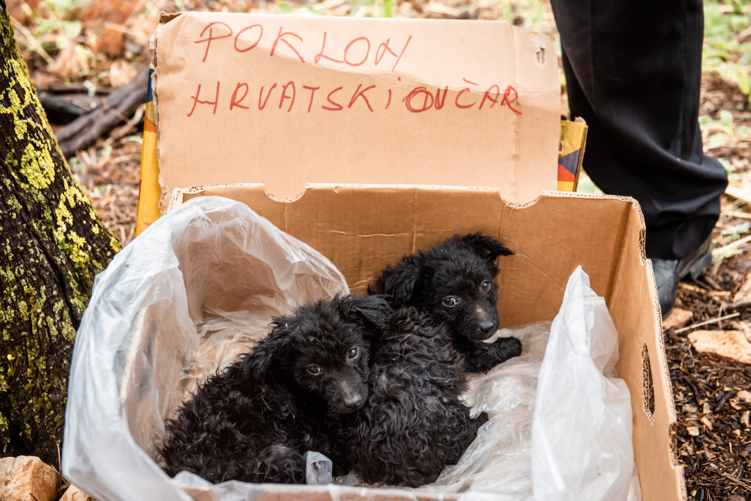 Bili smo na Benkovačkom sajmu: Najtraženija 'roba' su CD-evi Thompsona i Bulića, a za prasetinu se čeka red