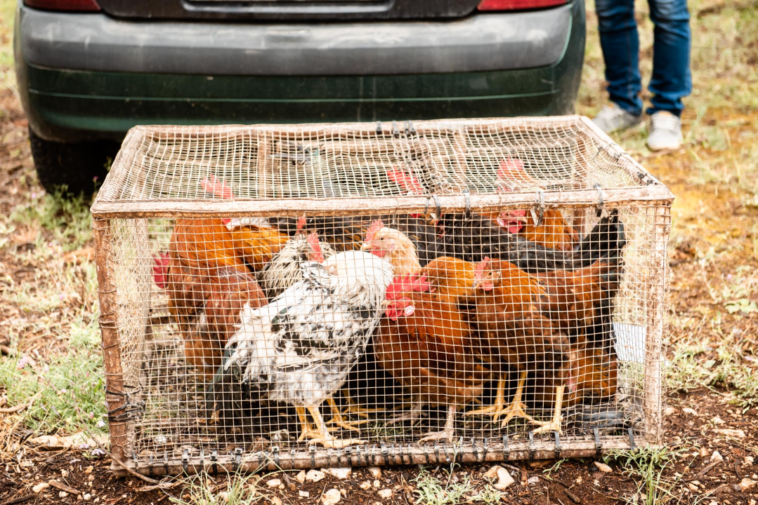 Bili smo na Benkovačkom sajmu: Najtraženija 'roba' su CD-evi Thompsona i Bulića, a za prasetinu se čeka red