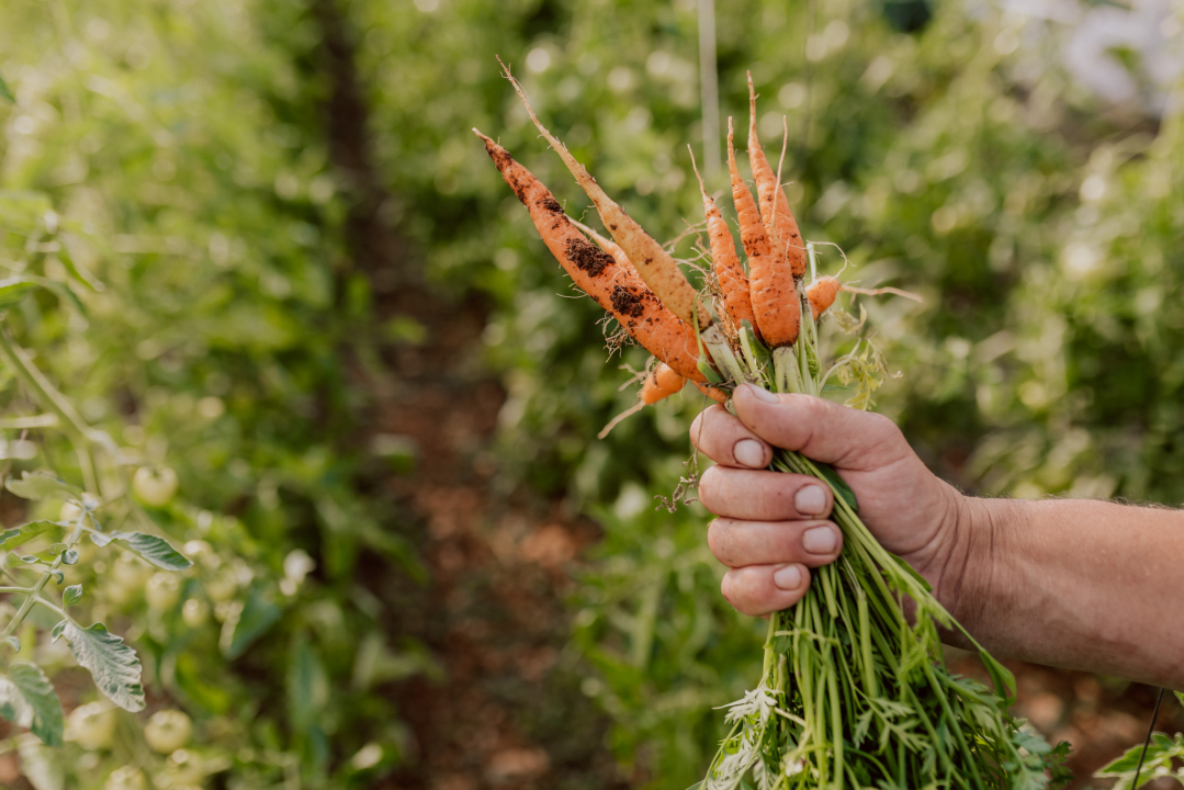 Konoba Campanelo sprema brojna iznenađenja za jesen! 