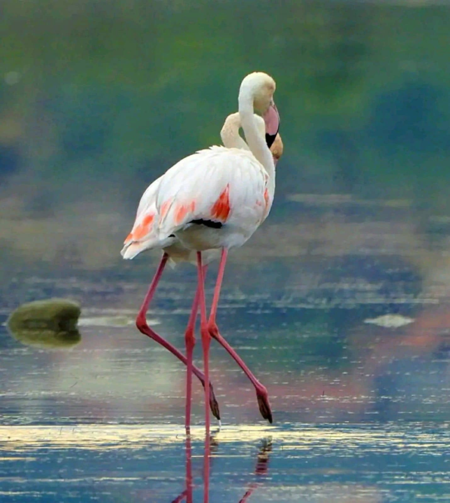 Plamenac u okolici Šibenika, a nije na napuhavanje: Sve češće dolaze u Hrvatsku