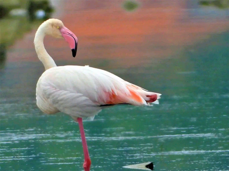 Plamenac u okolici Šibenika, a nije na napuhavanje: Sve češće dolaze u Hrvatsku