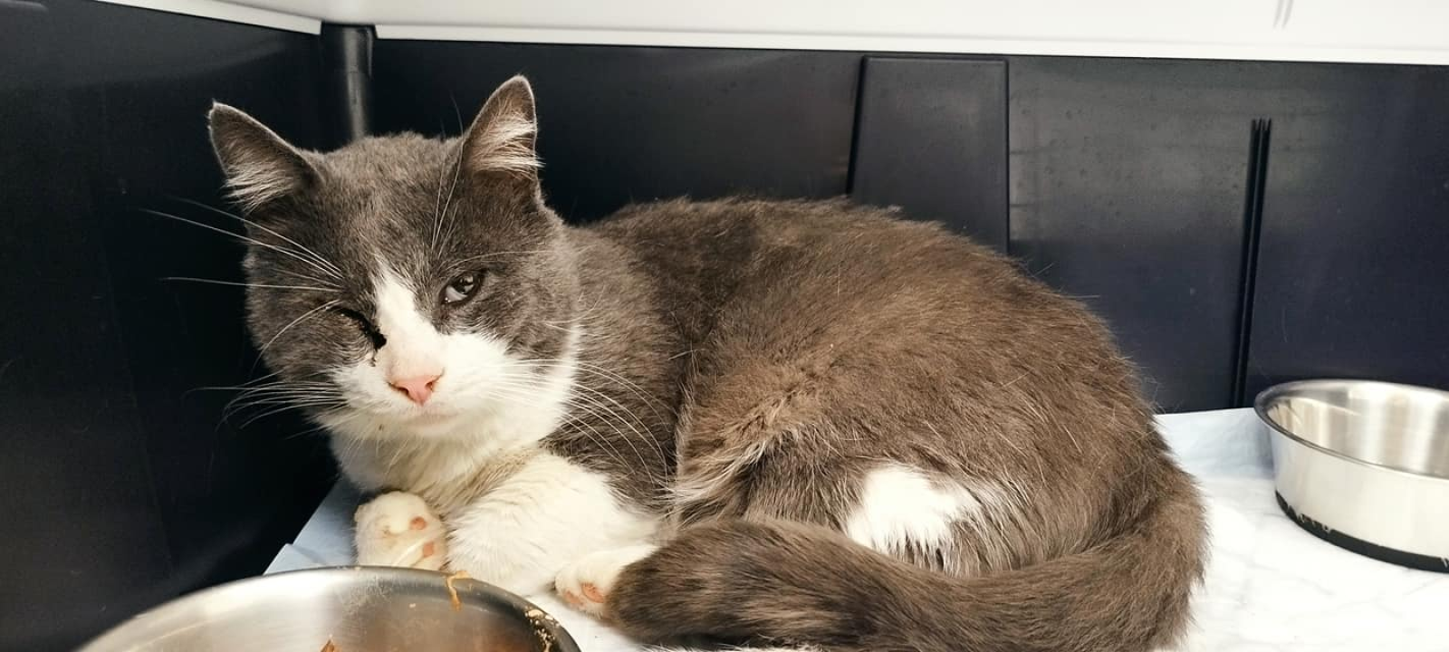 Jednoj šibenskoj maci hitno potreban smještaj: 'Osam godina proveo je na lokaciji na koju ga više ne možemo vratiti'