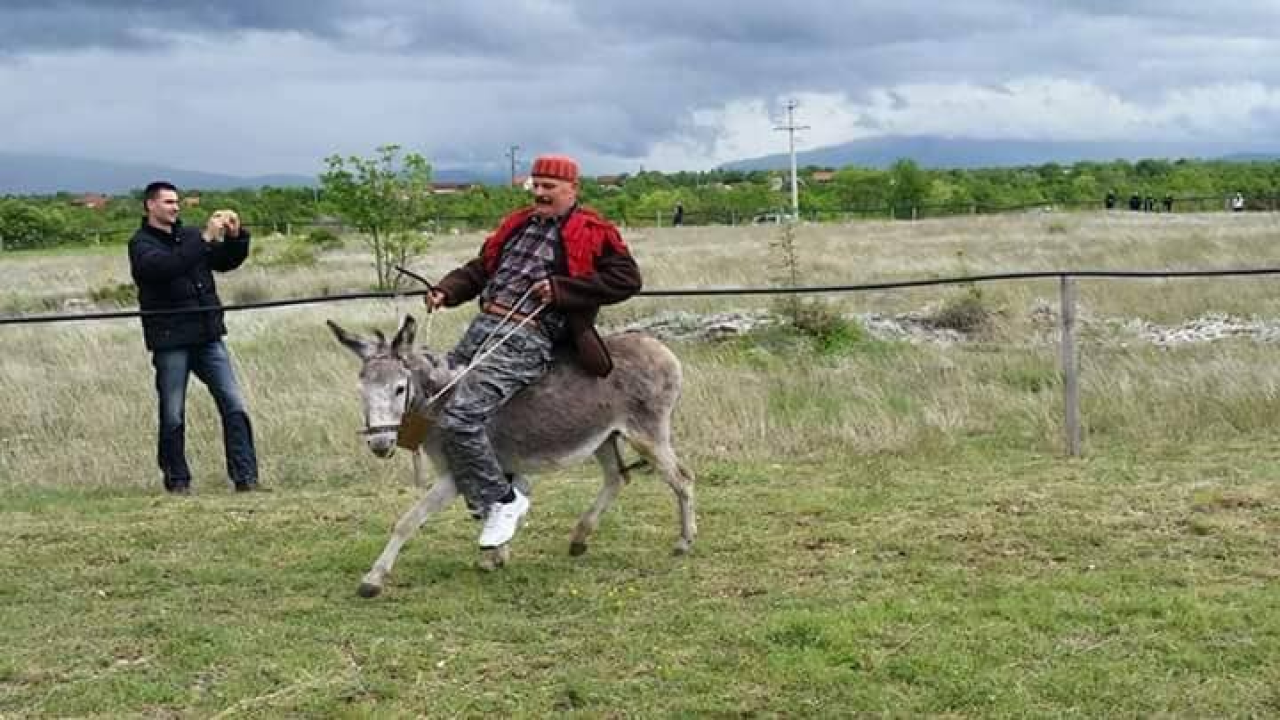Paško je ljubav prema magarcima pretvorio u obiteljski posao: 'Kćer će mi biti dostojna zamjena na utrkama'