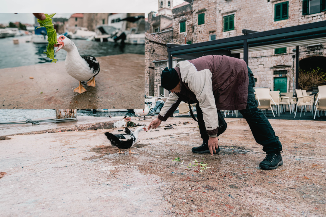 Patak Mile je dolački mezimac, labudovi nisu dobrodošli: ‘Posla bi ih kod britanske kraljice’