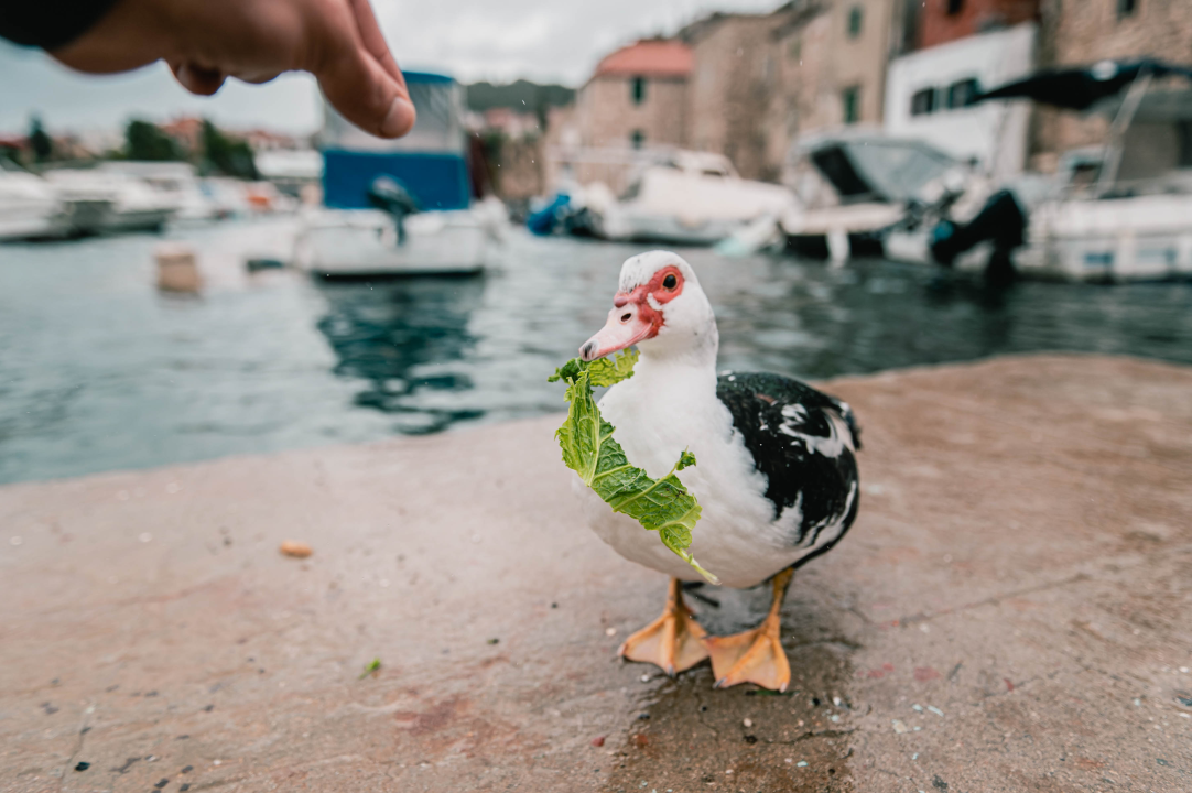 Patak Mile je dolački mezimac, labudovi nisu dobrodošli: ‘Posla bi ih kod britanske kraljice’