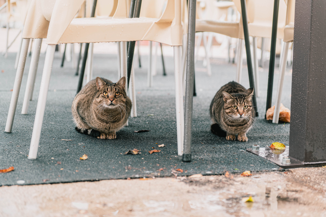 Patak Mile je dolački mezimac, labudovi nisu dobrodošli: ‘Posla bi ih kod britanske kraljice’