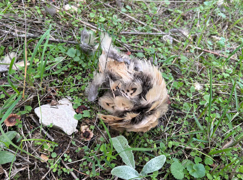 Lovci im zapucali iznad glava dok su brali masline u Donjem Polju: 'Jedan me čak i odgurnuo s puškom!'