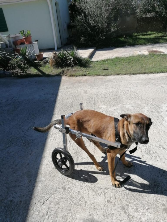 Tužna pseća priča Belline i Belle: 'Njihovi ljudi su se razboljeli i ne mogu se brinuti za njih'
