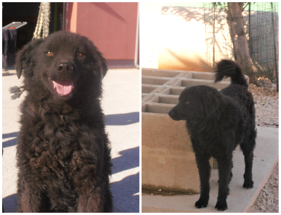 Hrvatski ovčar Tommy traži dom: Opušten je i zaigran, željan ljubavi i pažnje 