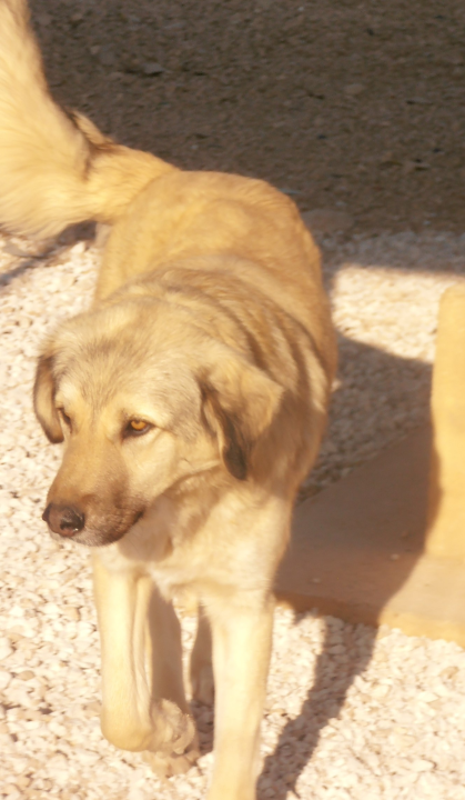 Sunny traži novi dom: 'Nadamo se da će pronaći svoje ljude, najbolje na svijetu' 