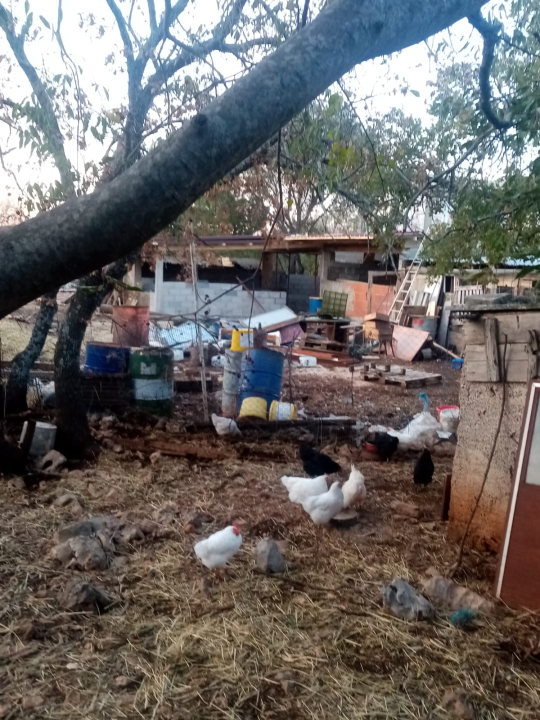 Vlasnici apartmana u Brkićima o ovcama: 'On tu ni ne živi, a svugdje ostavlja smeće. Protiv stočarstva nemamo ništa' 