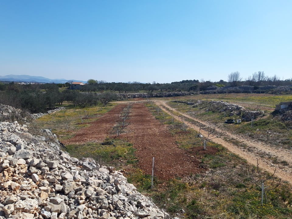 Ivan Rak zajedno s obitelji bavi se uzgojem smokava: 'Nije lako biti poljoprivrednik, ali ne damo se'