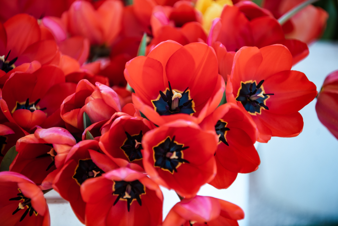 Radmila na šibenskoj pijaci više od 20 godina prodaje cvijeće: 'Sve što zaradim trošim na putovanja'