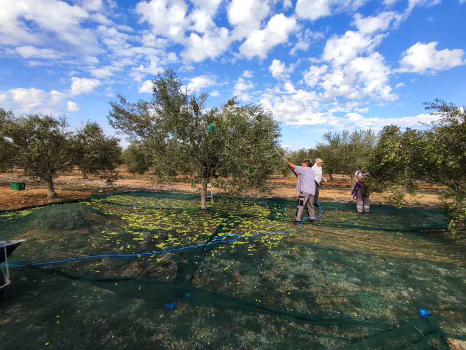 OPG Ivić od hobija postao obiteljski posao prepoznat u svijetu: 'Mnogo je truda i odricanja, ali priznanja daju vjetar u leđa'