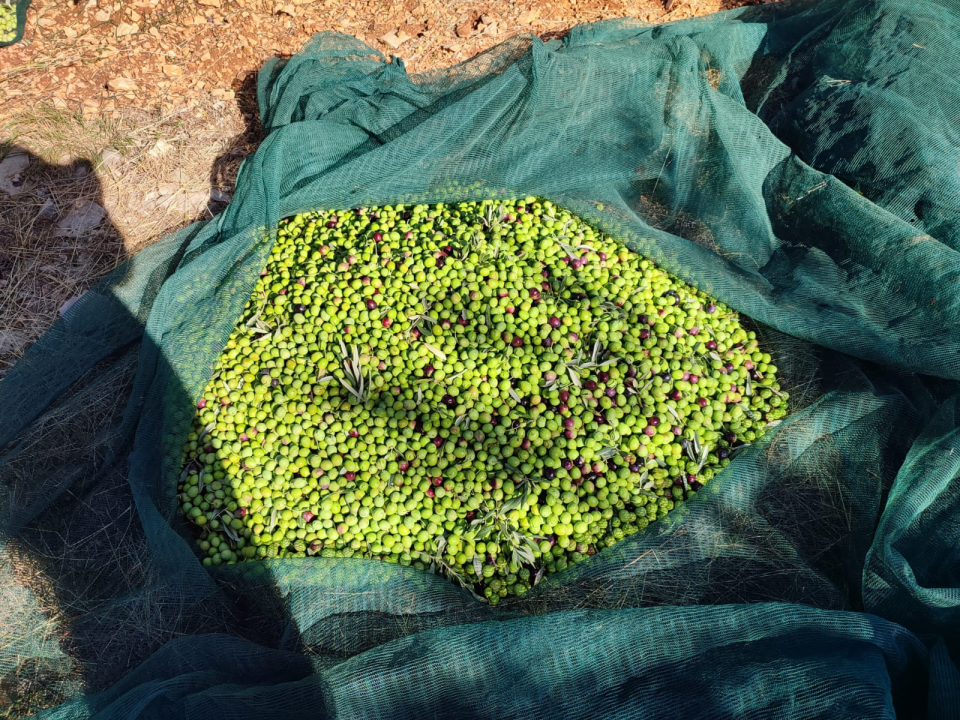 OPG Ivić od hobija postao obiteljski posao prepoznat u svijetu: 'Mnogo je truda i odricanja, ali priznanja daju vjetar u leđa'