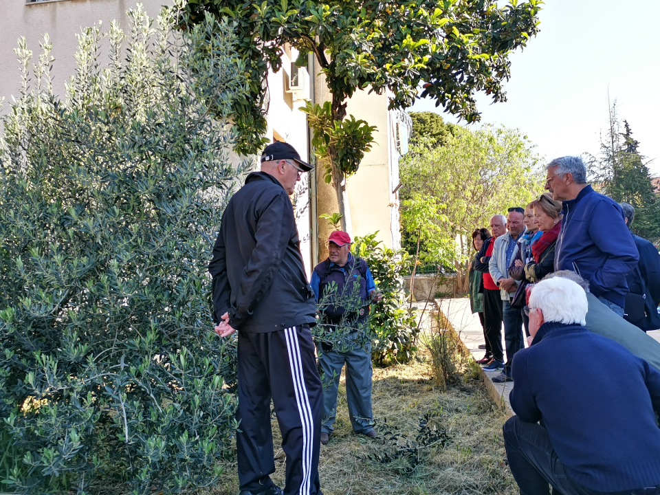 Prvo teorija pa onda praksa: Davorin Pamić nakon emisije maslinarima prezentirao rezidbu masline    