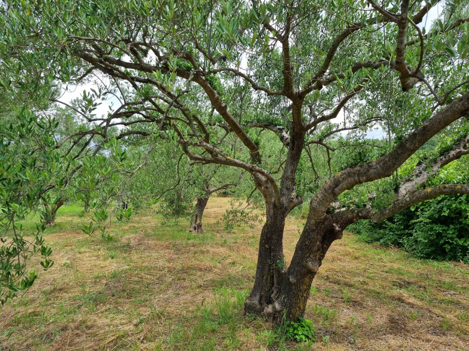 Uručeni eko certifikati za proizvođače iz Skradina i Tribunja 