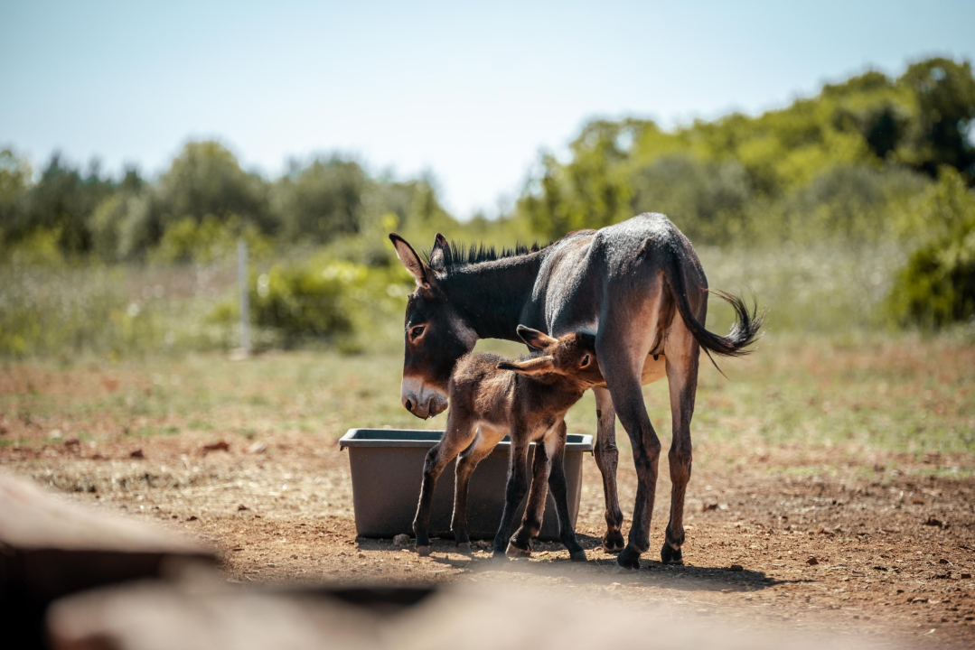Za magarce na farmi 'Ćušin raj' brine se cilo misto: 'Mještani donose hranu, a djeca zaborave na mobitele'