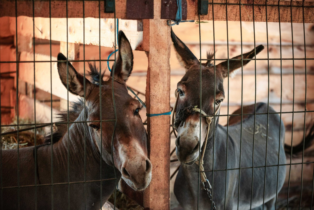 Za magarce na farmi 'Ćušin raj' brine se cilo misto: 'Mještani donose hranu, a djeca zaborave na mobitele'