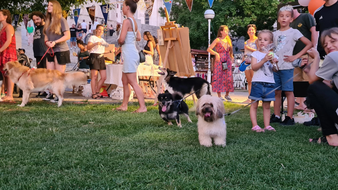 U Šibeniku izabrani najljepši psi mješanci