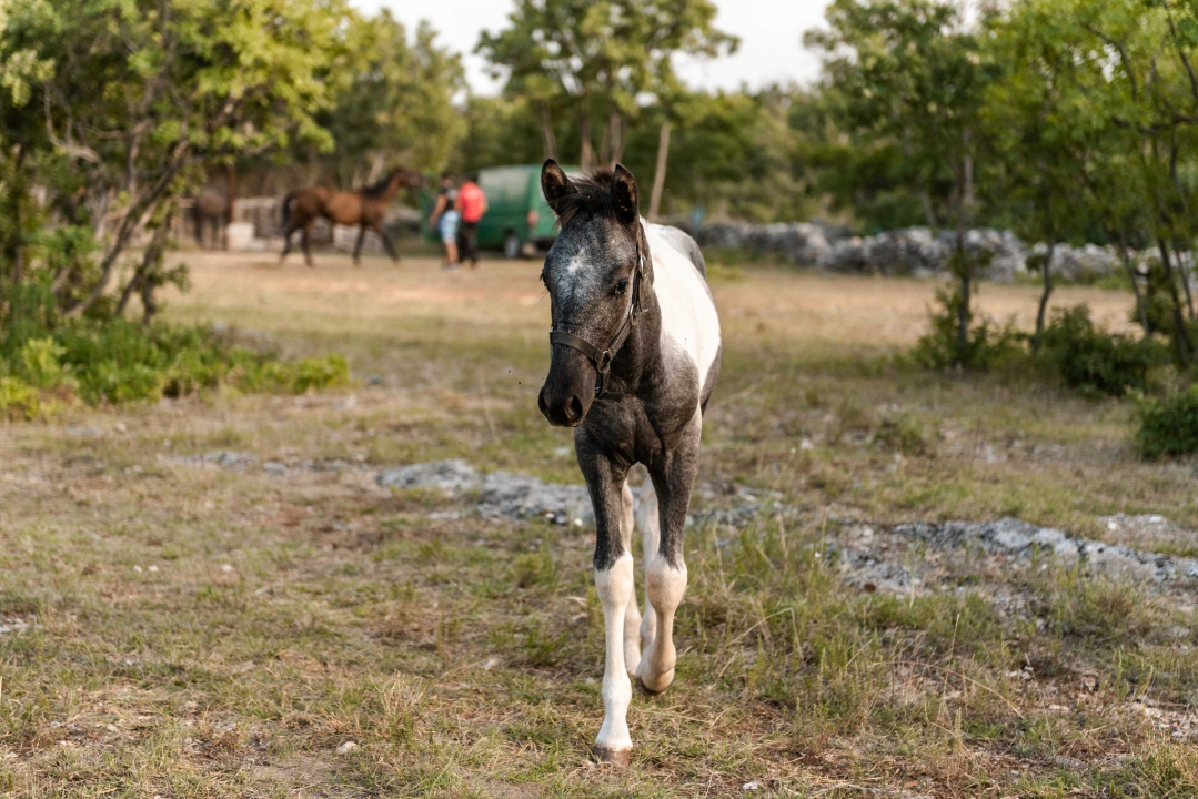 Obitelj Lovrić pokrenula posao s konjima na Miljevcima: 'Selo nudi sve, samo treba raditi'